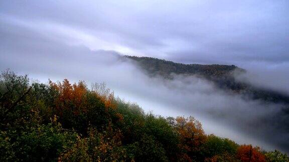 清晨雾气蒙蒙的山林景观