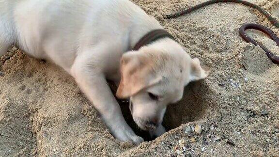 一只拉布拉多小狗在海滩上挖洞