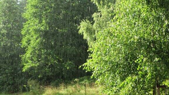 大雨绿树下的夏雨草的背景特写镜头森林里的雨天多雨的天气热带暴雨抽象的自然背景极端的天气状况冰雹和雨阳光