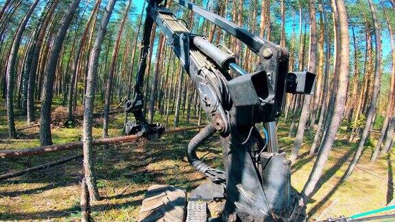 松树正在被工业机器收割