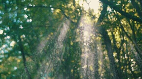 夏日阳光明媚的森林里雨滴落在阳光下