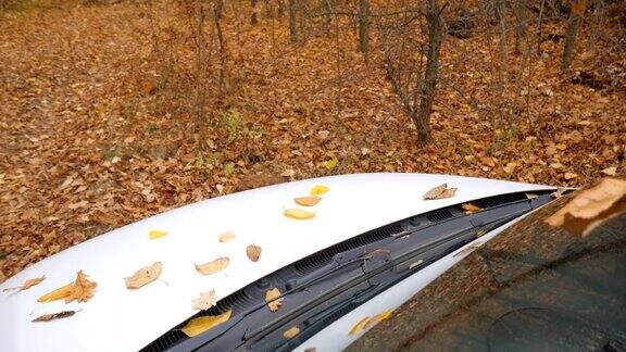 落叶落在森林里一辆白色汽车的车盖上