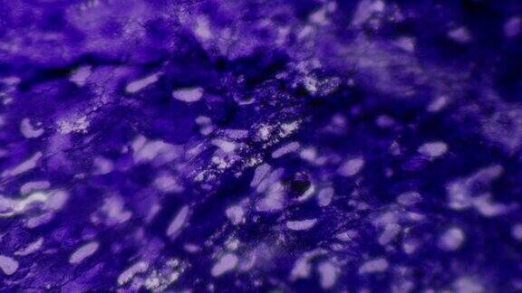 非常详细的人上皮影像显微镜下的内部结构切片