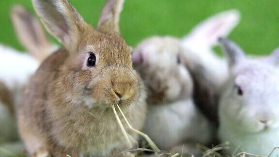 幸福兔子吃玻璃和胡萝卜在草地上的背景