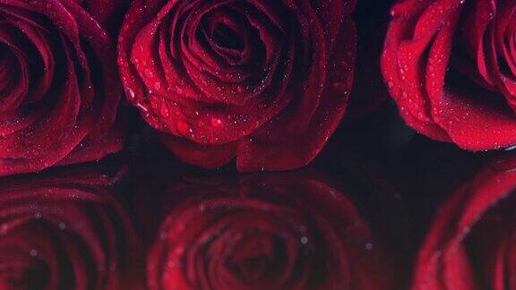 带露珠的红玫瑰