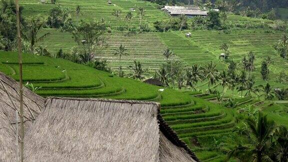 水稻梯田山上的棕榈树和农民的房子巴厘岛印尼
