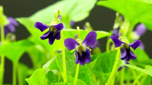 紫罗兰花盛开在一个4K时间的视频在黑色的背景时间流逝的紫罗兰花在运动
