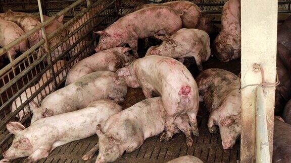 猪在农场养殖