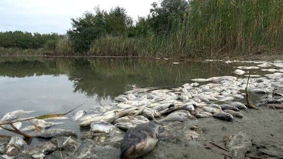 被污染的水中的有毒死鱼