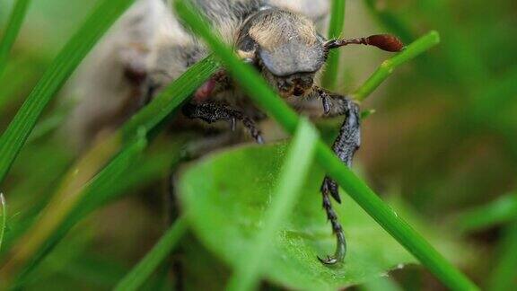 草丛中的五月虫甲虫
