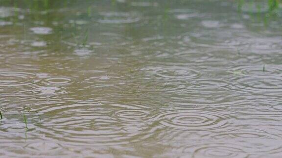 雨水淹没了草坪