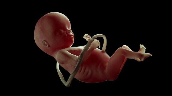 人类胎儿在母亲子宫内缓慢运动美丽逼真的高质量4K3D动画Alpha