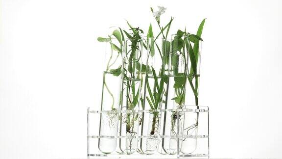 绿色新鲜植物在实验室玻璃试管内旋转