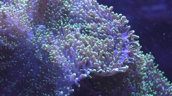 脉动软珊瑚水下世界