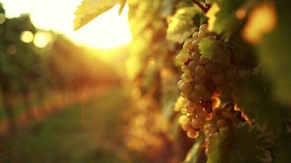 下午阳光下的白葡萄