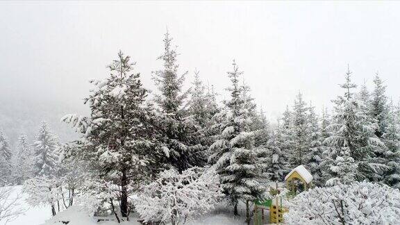 冬天喀尔巴阡的风景圣诞树在雪地里