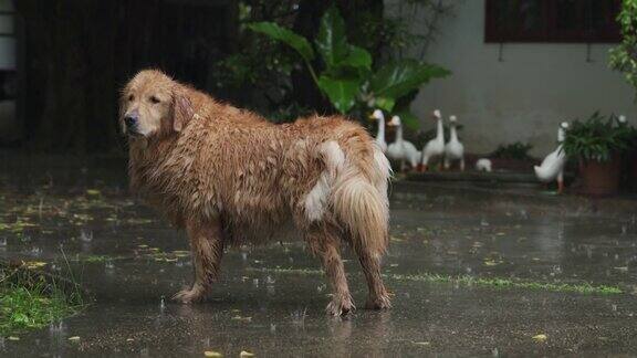 4K金毛猎犬在雨中行走在家的前院或后院