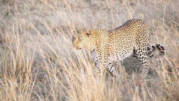 60p4K跟踪拍摄一只豹子在马赛马拉的草丛中靠近