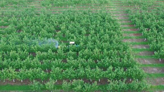 拖拉机在花园里用喷雾器喷洒苹果树除草剂和杀虫剂