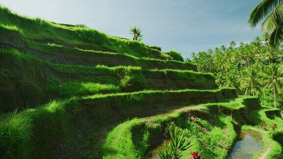 巴厘岛乌布的稻田