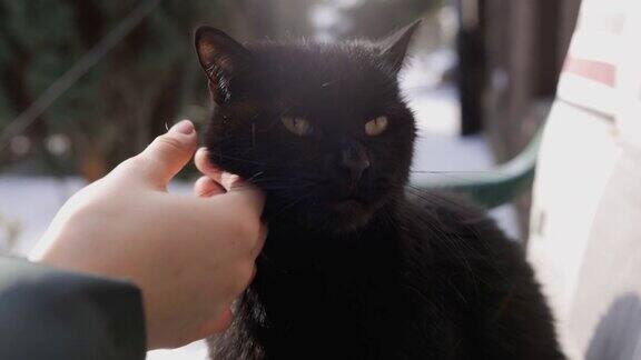 一个十几岁的女孩在后院玩黑猫在冬天的一天