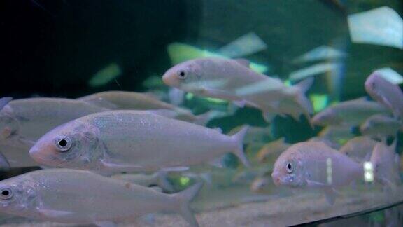 一群银色的鱼在巨大的水族箱里游泳