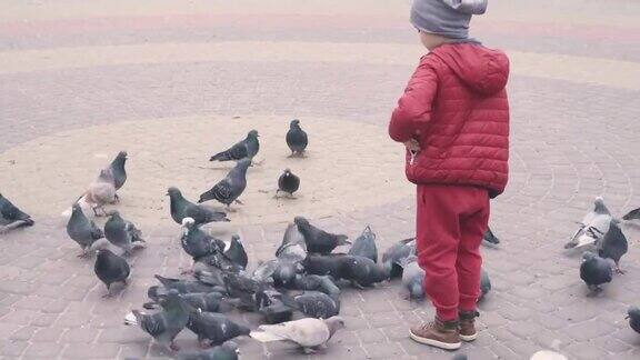 小男孩在街上喂鸽子