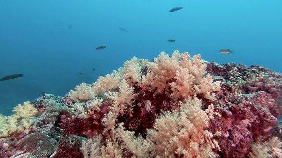 水下多色翡翠软珊瑚礁