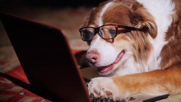 带着笔记本电脑的狗商人有趣的动物