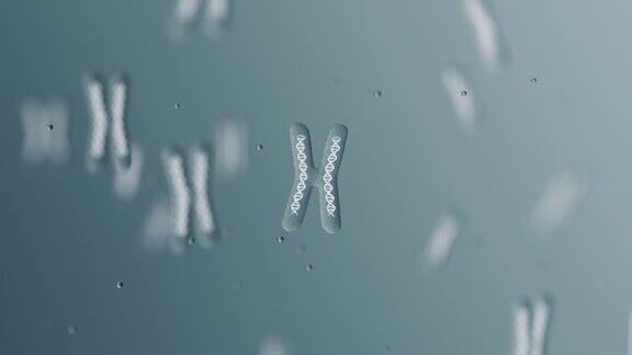 显微镜下带有DNA螺旋的X染色体人类染色体