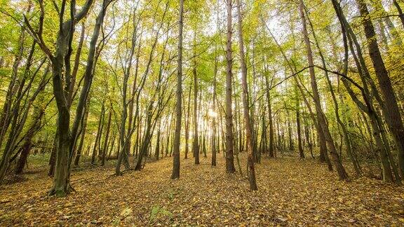 8K在秋天的森林里抓拍日出