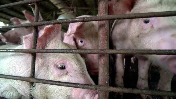 4K慢镜头近距离的年轻的猪在工厂养猪场家畜和家畜