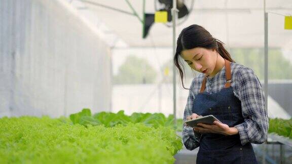 亚洲女性年轻的农民检查沙拉蔬菜在一个水培农场种植在温室用她的手和爱做在一个数字平板上为质量控制在我们的小型农业农场和水果产品