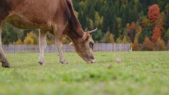 美丽的奶牛在牧场上吃草