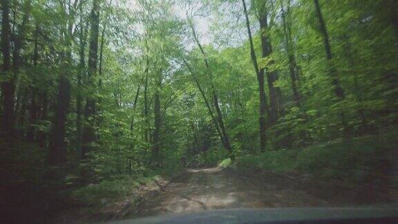 驾驶一车道土森林路