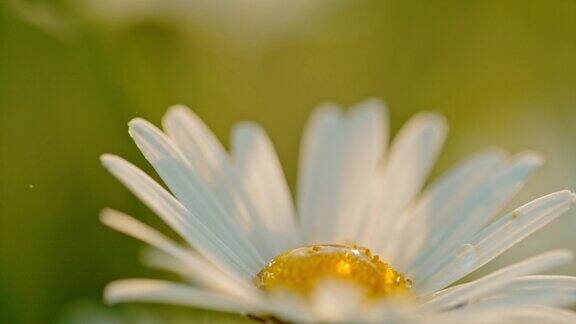 CU水滴落在白色雏菊花上