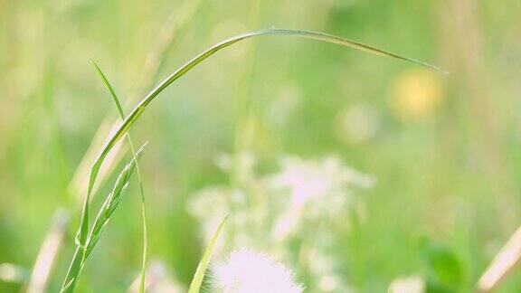 阳光明媚的春日草地