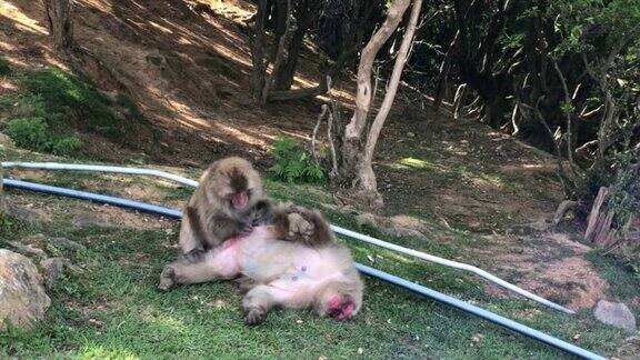 京都地区的两只日本猕猴