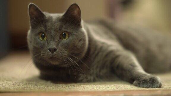 室内的灰猫睁大眼睛跟踪在房间的游戏