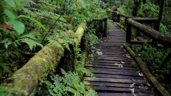 泰国北部热带森林中覆盖苔藓的木质人行道的栏杆
