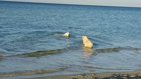 狗在海里游泳