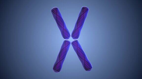 染色体和DNA结构的医学概念
