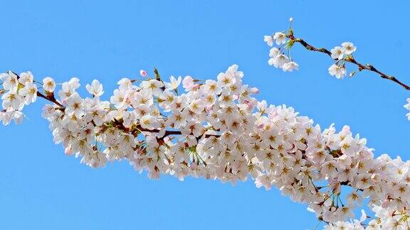 樱花盛开的季节花见