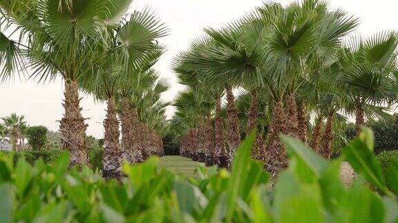 天堂岛上一个有风的日子里童话般的棕榈林
