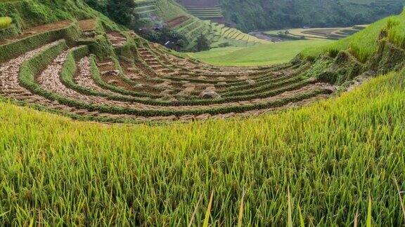 4K时间推移:越南梯田上的稻田-美丽的梯田在收获季节的日落在木仓寨