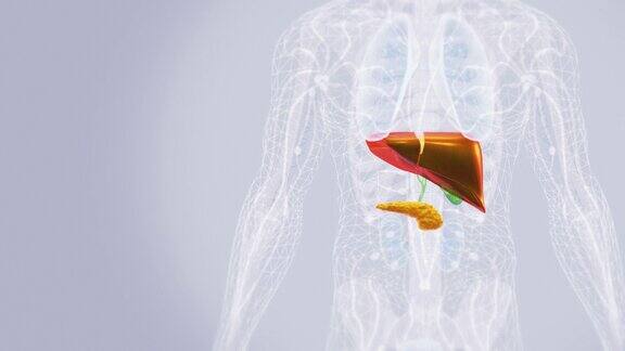 人体肝脏解剖学