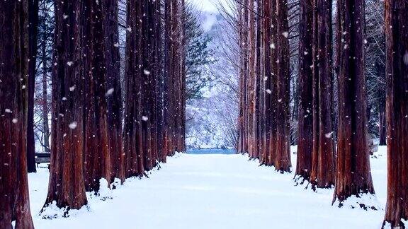 韩国奈美岛的排树和雪花