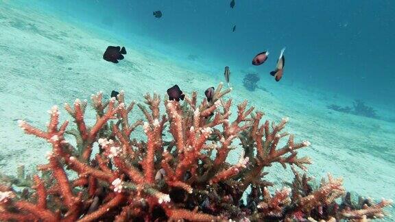 水下热带泻湖有强健的鹿角珊瑚(Acroporarobusta)和一群印度小热带鱼(Dascylluscarneus)