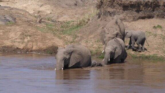 非洲象loxodontaafricana群渡河马赛马拉公园在肯尼亚实时4K