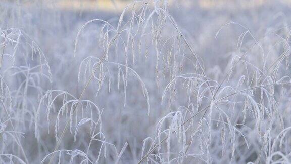 秋天的印象-美丽的白霜覆盖的草在一个寒冷的秋天的早晨-相机的平底锅